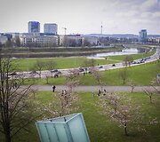 Prie Nacionalinės dailės galerijos pradėjo žydėti sakuros