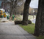 Vaizdas i&scaron;kirtus medžius.