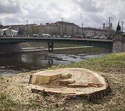 Vaizdas i&scaron;kirtus medžius.
