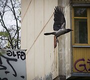 Vingiuojant sostinės dviračių takais...