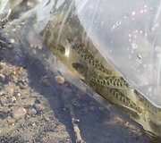 La&scaron;i&scaron;ų ir &scaron;lakių jaunikliai leidžiami į Vilnią.
