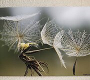 Paskelbti fotografijų konkurso &bdquo;Gintarinis žaltys 2013&ldquo; laureatai.