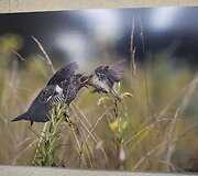 Paskelbti fotografijų konkurso &bdquo;Gintarinis žaltys 2013&ldquo; laureatai.