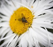Vilniaus Universiteto Kairėnų Botanikos sode