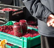 Vilniečius sukvietė &bdquo;Sodo kraitė&ldquo;