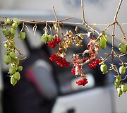 Vilniečius sukvietė &bdquo;Sodo kraitė&ldquo;