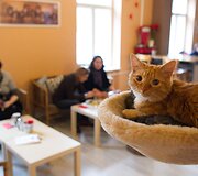 Vilniuje duris atvėrė kačių kavinė - lankytojams kompaniją palaiko net 9 murkliai.