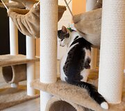 Vilniuje duris atvėrė kačių kavinė - lankytojams kompaniją palaiko net 9 murkliai.