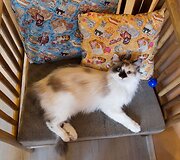 Vilniuje duris atvėrė kačių kavinė - lankytojams kompaniją palaiko net 9 murkliai.