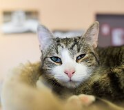 Vilniuje duris atvėrė kačių kavinė - lankytojams kompaniją palaiko net 9 murkliai.