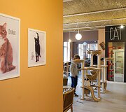 Vilniuje duris atvėrė kačių kavinė - lankytojams kompaniją palaiko net 9 murkliai.