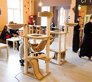 Vilniuje duris atvėrė kačių kavinė - lankytojams kompaniją palaiko net 9 murkliai.