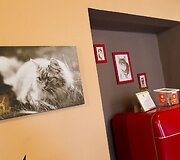 Vilniuje duris atvėrė kačių kavinė - lankytojams kompaniją palaiko net 9 murkliai.