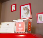 Vilniuje duris atvėrė kačių kavinė - lankytojams kompaniją palaiko net 9 murkliai.