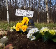Vėlinių žvakutės - ir Vilniaus gyvūnų kapinėse.