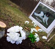 Vėlinių žvakutės - ir Vilniaus gyvūnų kapinėse.