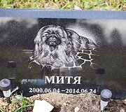 Vėlinių žvakutės - ir Vilniaus gyvūnų kapinėse.