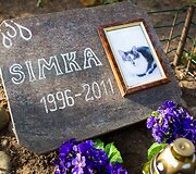 Vėlinių žvakutės - ir Vilniaus gyvūnų kapinėse.