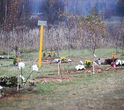 Vėlinių žvakutės - ir Vilniaus gyvūnų kapinėse.