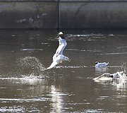 Pavasari&scaron;kai saulėta diena Vilniuje