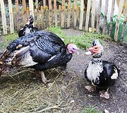  Atvelykio mugė &ndash; paroda ,,Angelų vaikai &ndash; su meile Jums&rdquo;