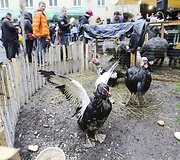  Atvelykio mugė &ndash; paroda ,,Angelų vaikai &ndash; su meile Jums&rdquo;