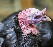  Atvelykio mugė &ndash; paroda ,,Angelų vaikai &ndash; su meile Jums&rdquo;
