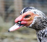  Atvelykio mugė &ndash; paroda ,,Angelų vaikai &ndash; su meile Jums&rdquo;