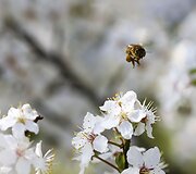 Kaukazieti&scaron;kų slyvų balti žiedai Žvėryne