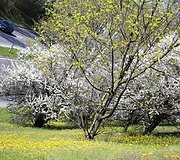 Kaukazieti&scaron;kų slyvų balti žiedai Žvėryne