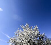 Kaukazieti&scaron;kų slyvų balti žiedai Žvėryne