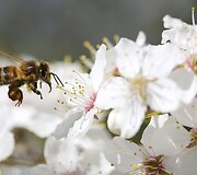 Kaukazieti&scaron;kų slyvų balti žiedai Žvėryne