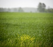 Lietus gaivina gamtą ir merkia praeivius