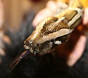 Laidos filmavimo akimirka