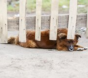 Buvę narkomanai romų tabore ie&scaron;kojo savo senųjų narkotikų prekeivių 