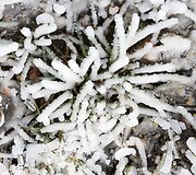 Ant Liepkalnio kalno jau sninga