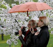 Sakurų atsodinimas