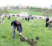 Sakurų atsodinimas