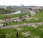 Sakurų atsodinimas