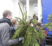 Kalėdinės eglių &scaron;akų dalybos
