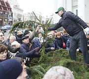 Kalėdinės eglių &scaron;akų dalybos