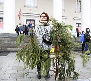 Kalėdinės eglių &scaron;akų dalybos