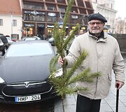 Kalėdinės eglių &scaron;akų dalybos