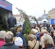 Kalėdinės eglių &scaron;akų dalybos