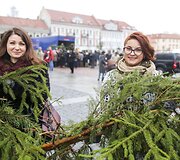 Kalėdinės eglių &scaron;akų dalybos
