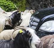 Gruzija vilioja kainomis, gamta ir svetingumu