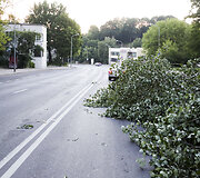 Olandų gatvės skruzdės i&scaron;vertė medį