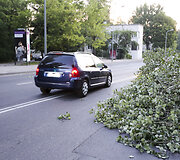 Olandų gatvės skruzdės i&scaron;vertė medį