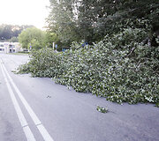 Olandų gatvės skruzdės i&scaron;vertė medį