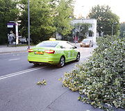 Olandų gatvės skruzdės i&scaron;vertė medį